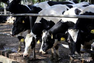 国产牛牛,探寻中国牛肉产业的崛起之路